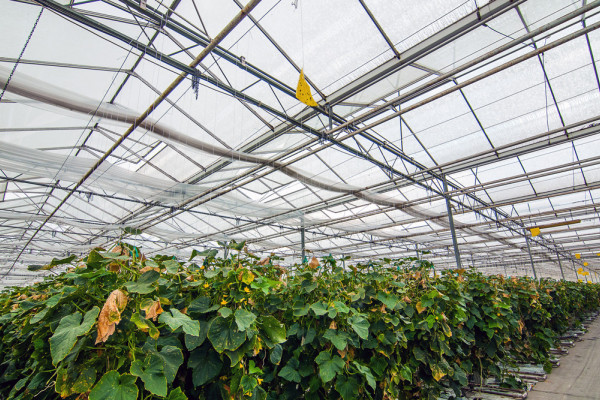 The existing agricultural complex in Kherson